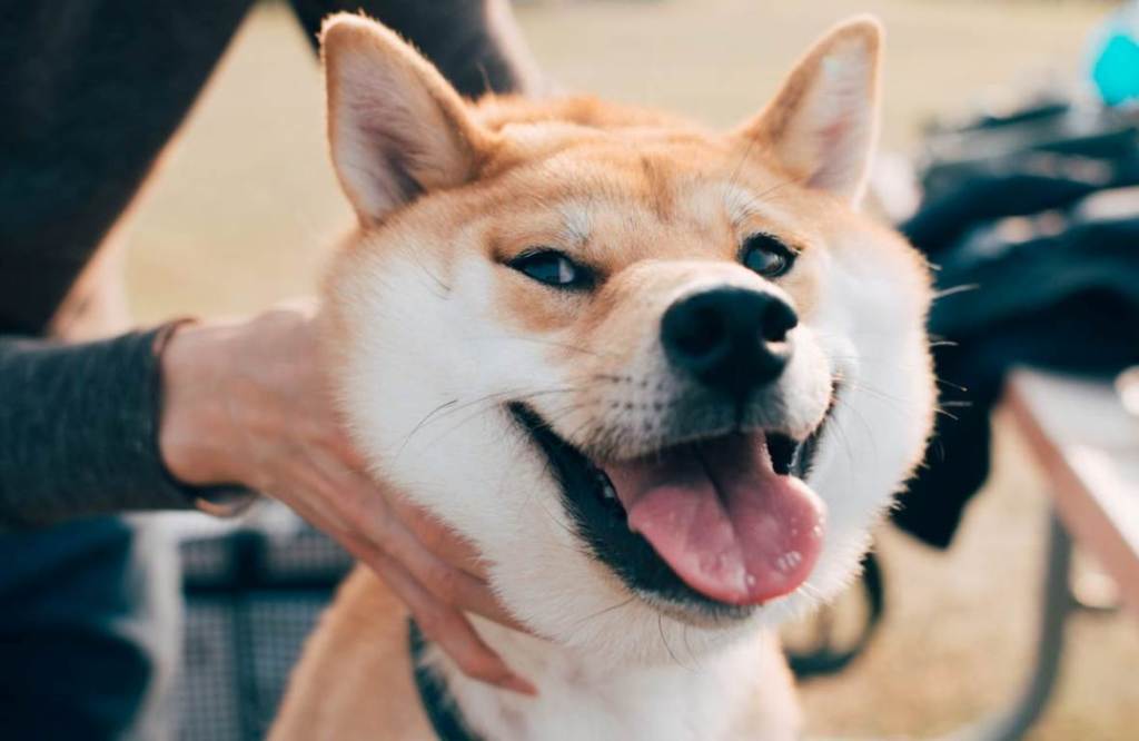 BTC Piyasası: SHIB, DOGE ve AVAX: Haftaya Bu Düzeyler Bekleniyor! 1