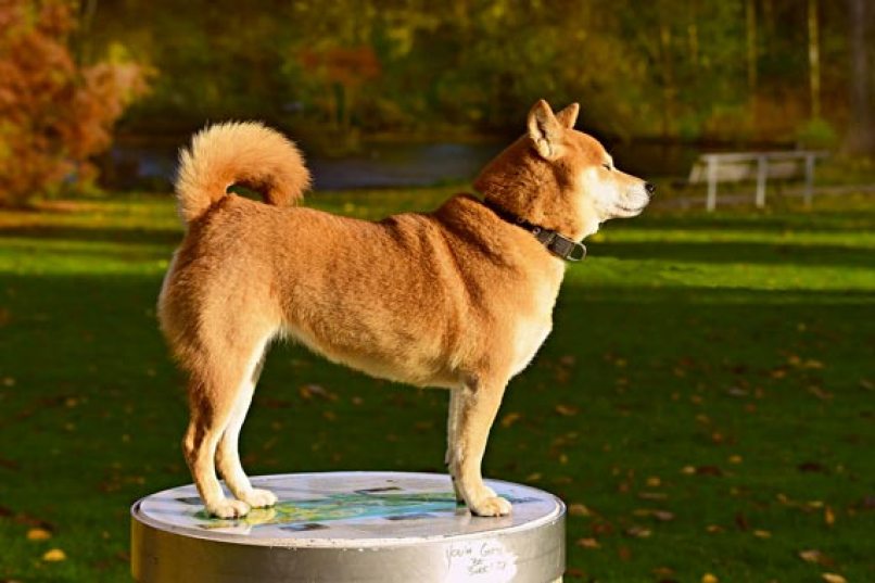 Ulaş Utku Bozdoğan: Shiba Inu’dan Bomba Türkiye Atılımı: Bakanla Görüştü! 1